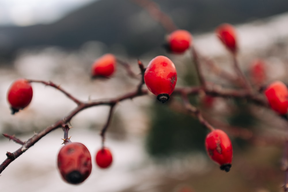 a close up of a tree with berries on it