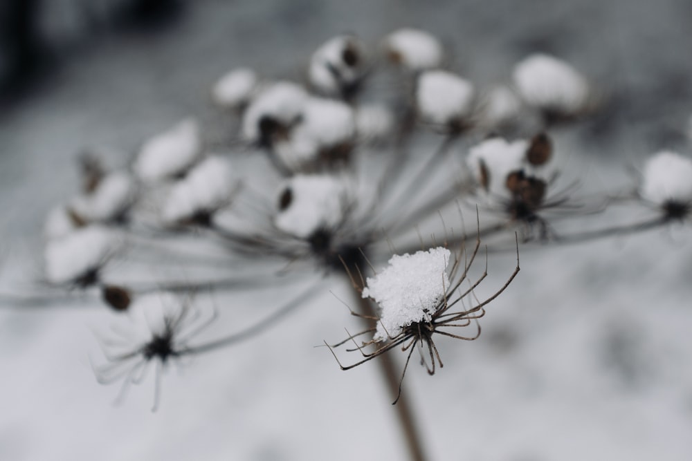 a close up of a flower with snow on it