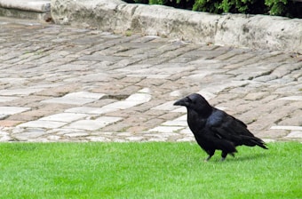A black crow is standing on a patch of vibrant green grass. The background features a cobblestone path with weathered stones in various shades of gray and beige. The scene is bordered by a low stone curb with some greenery visible at the top edge.