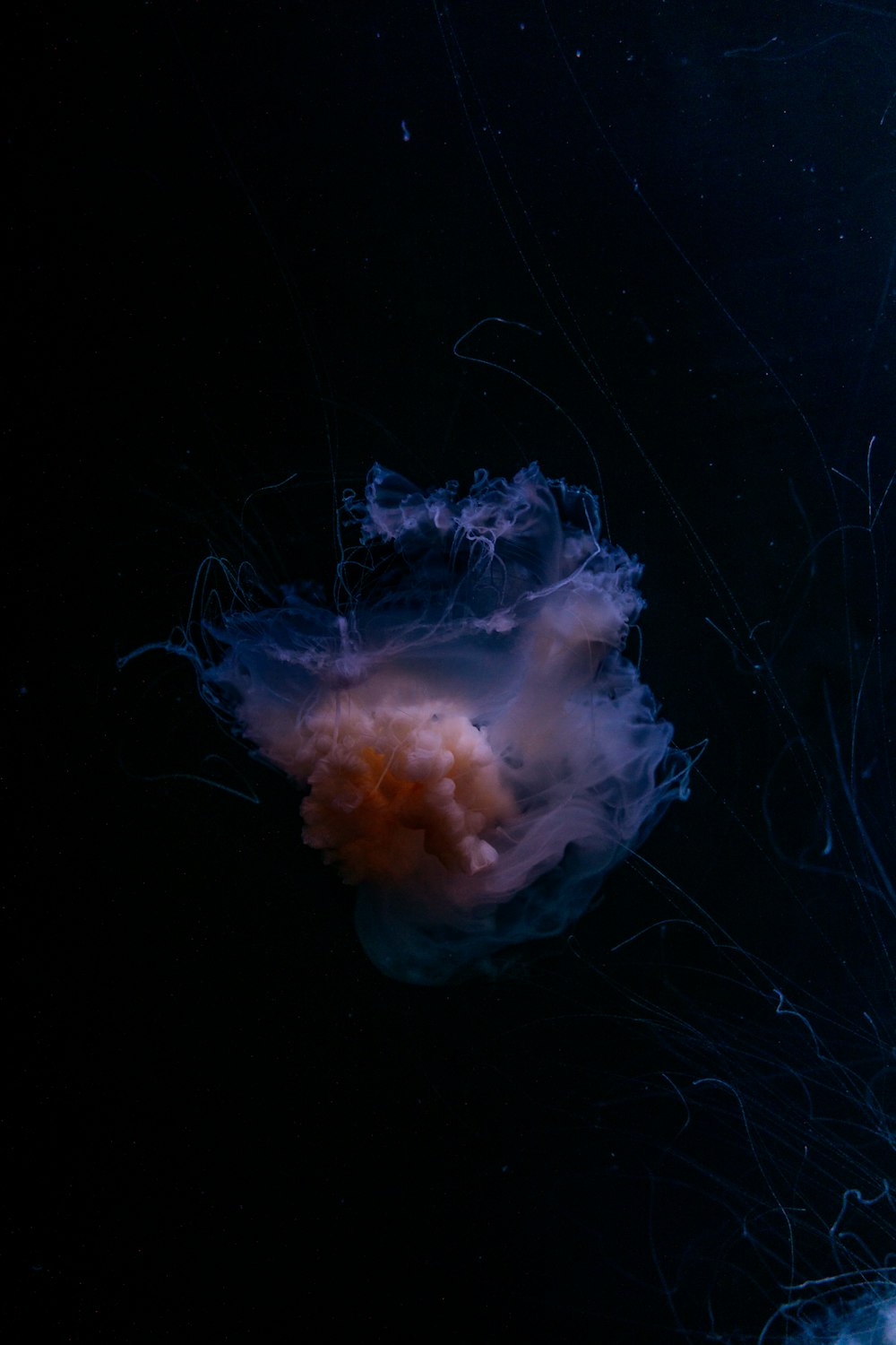 a jellyfish swimming in the dark water