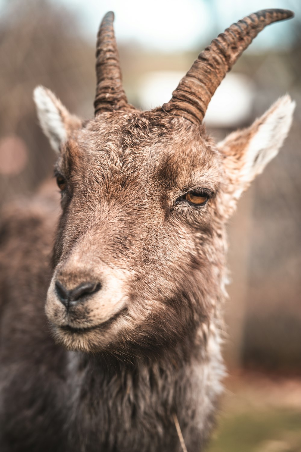 a close up of a goat with very long horns