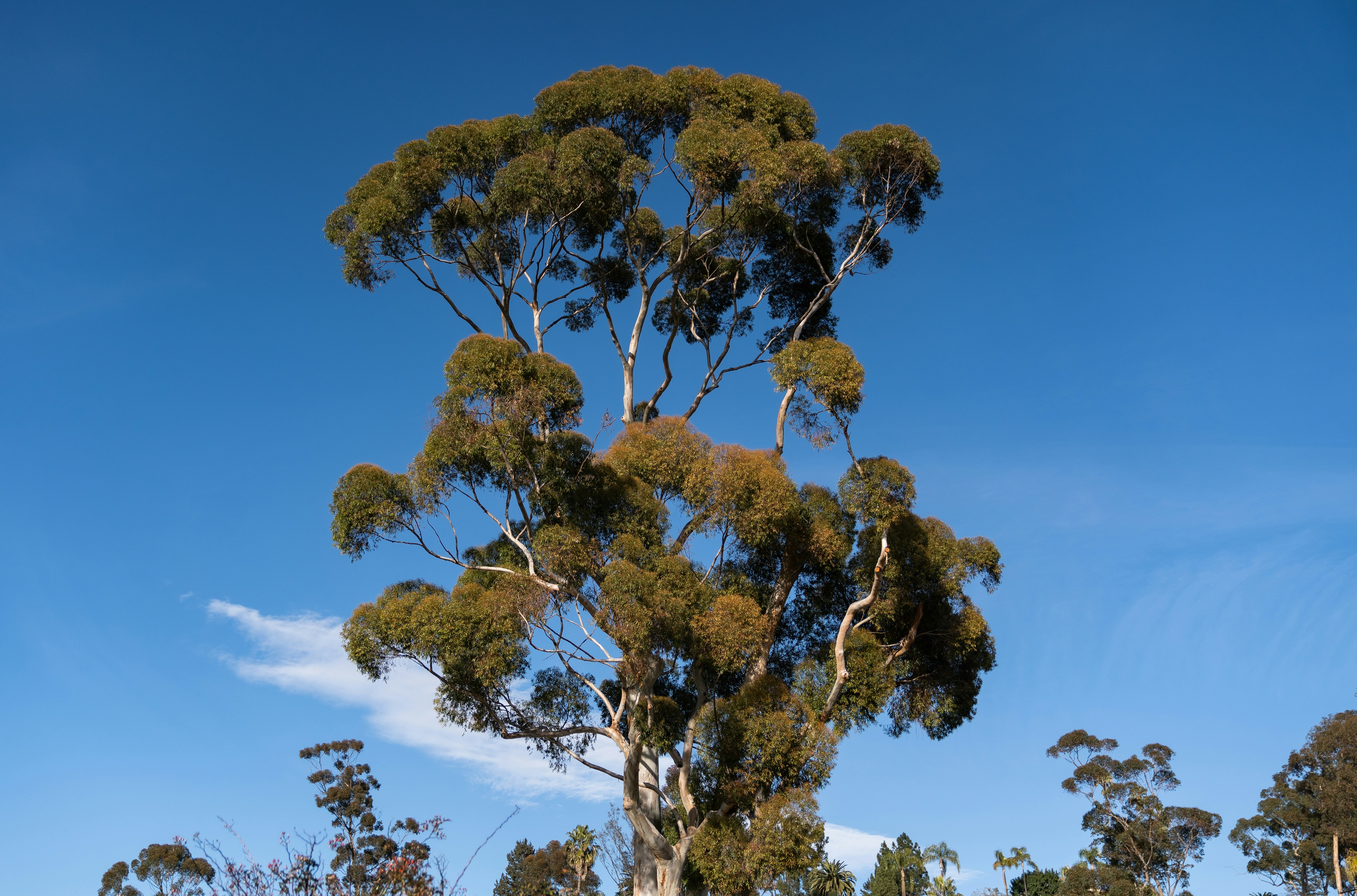 a tall tree with lots of green leaves