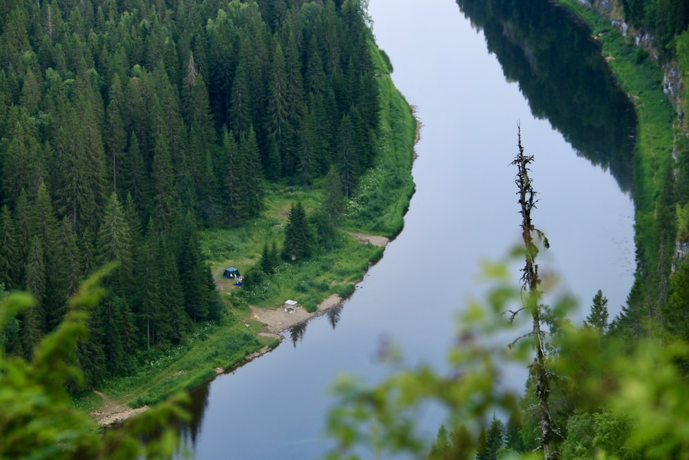 a river running through a lush green forest