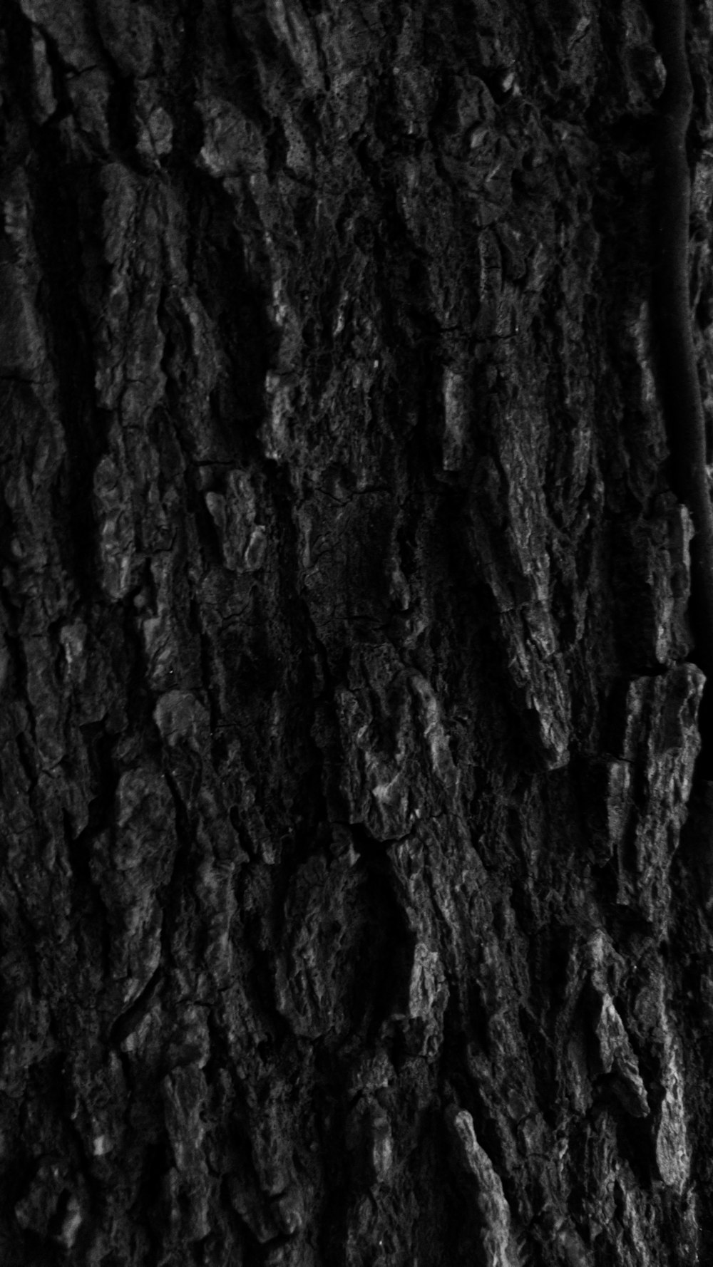 a black and white photo of the bark of a tree