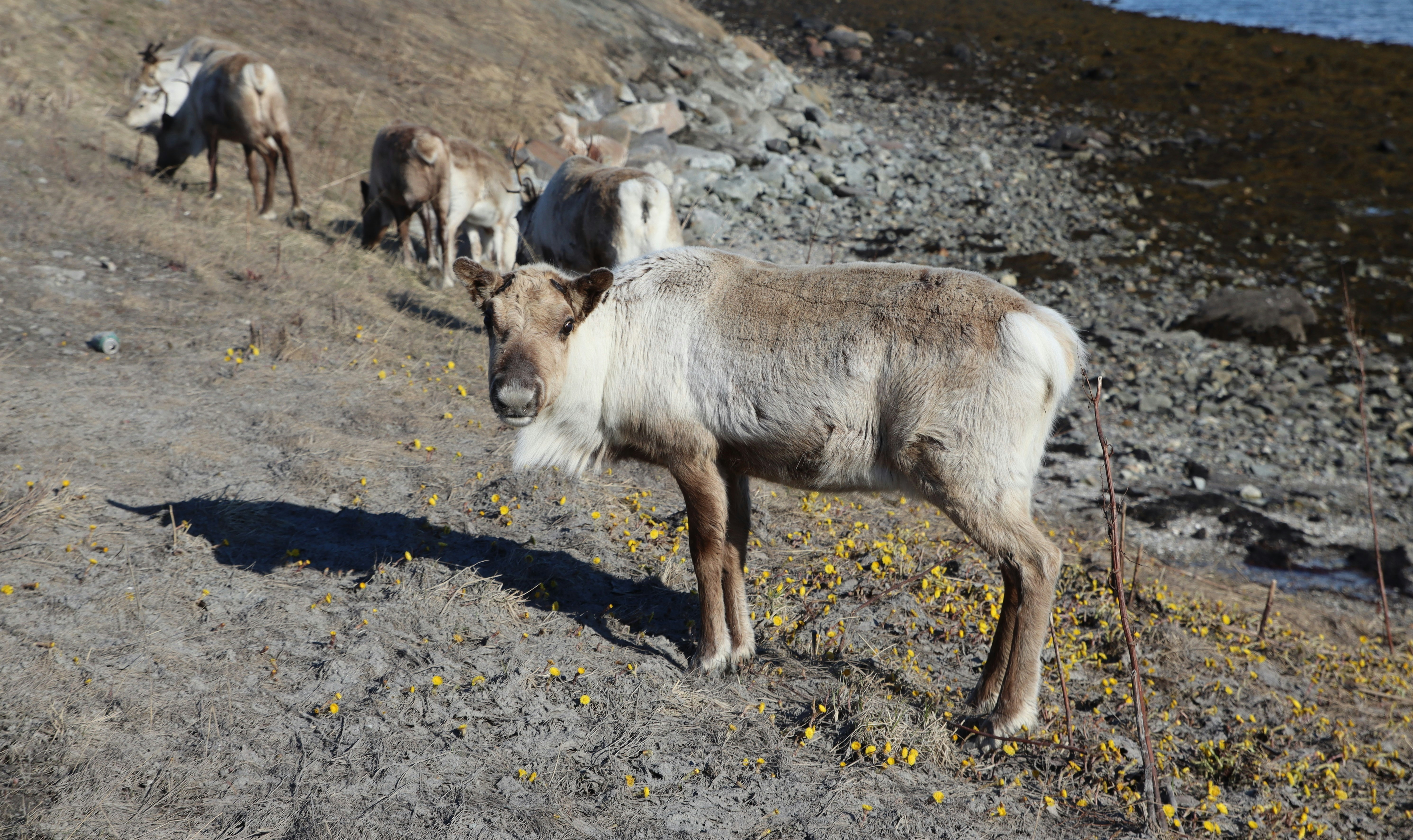 a herd of goats walking along a rocky hillside