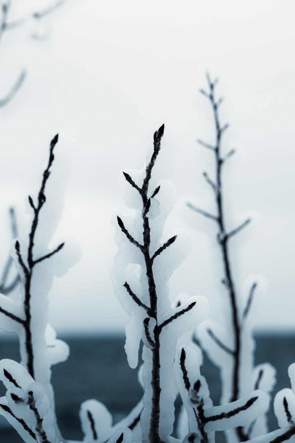 Icy Tree Branch Pictures | Download Free Images on Unsplash