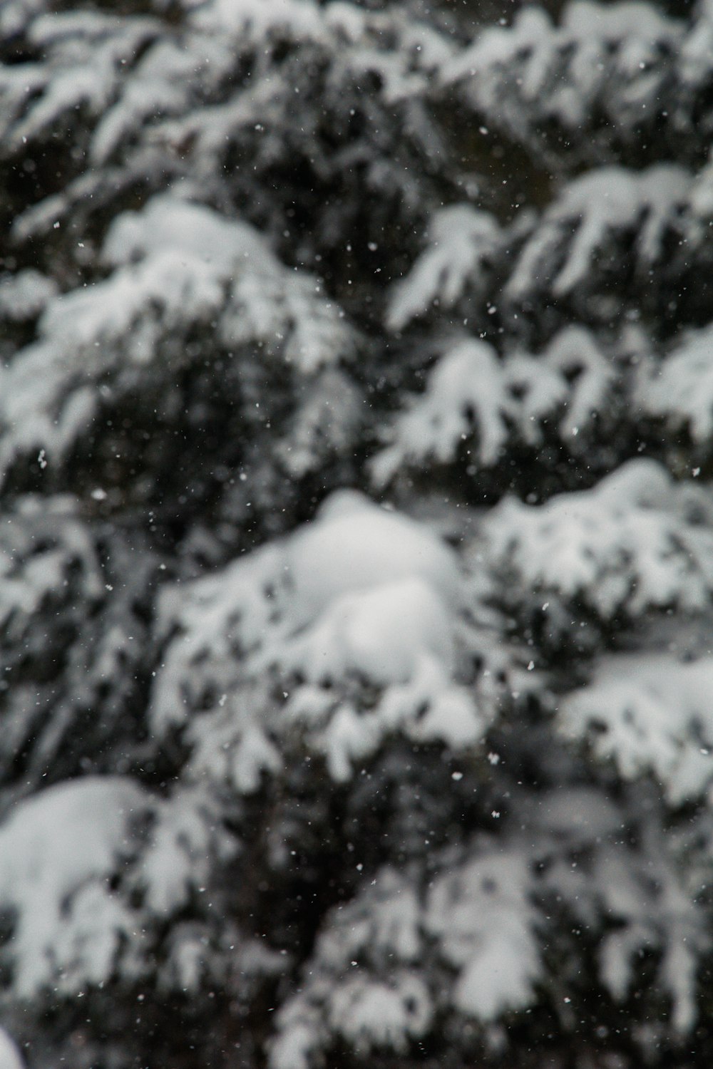 a bird is perched on a tree branch in the snow