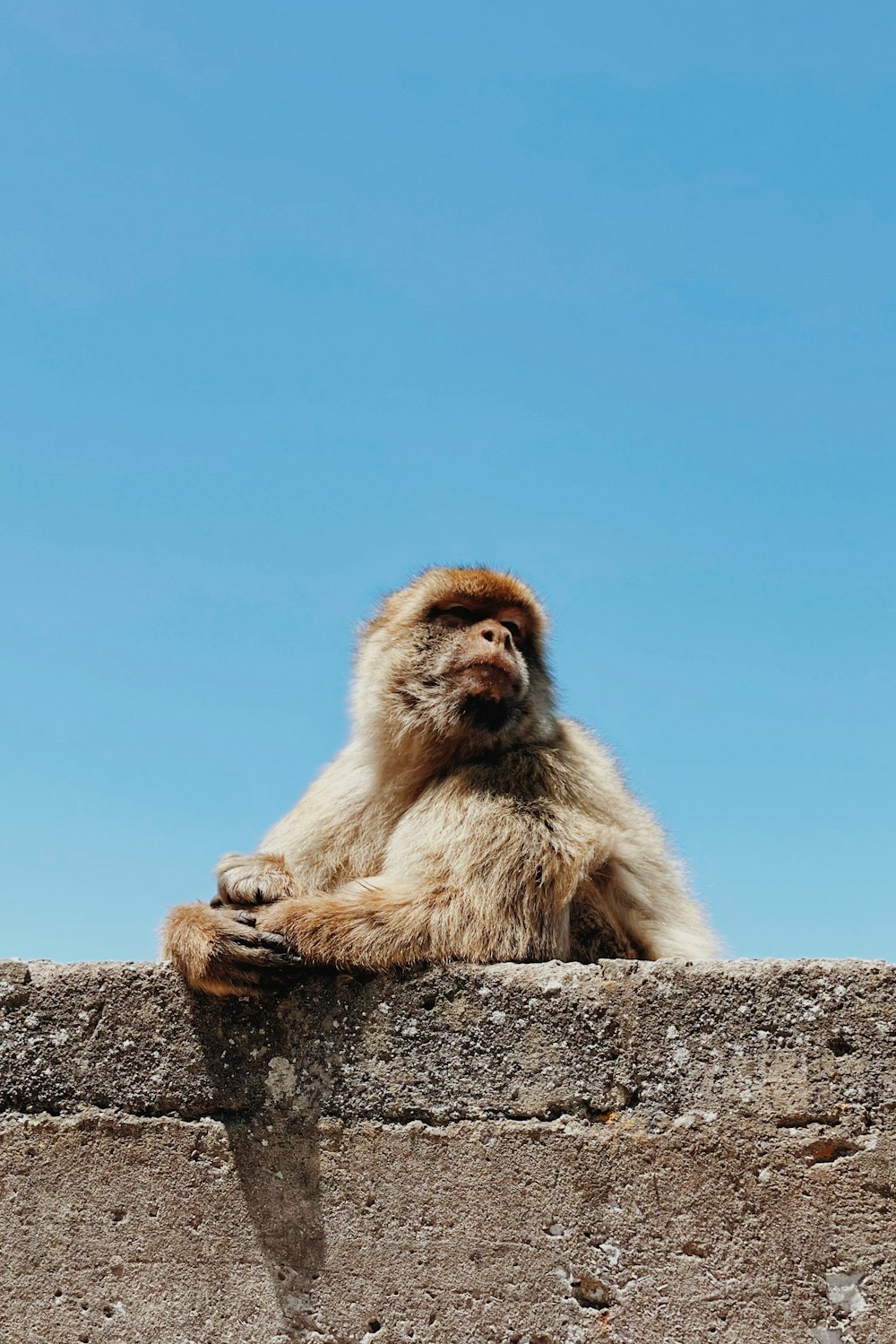 a monkey sitting on top of a stone wall