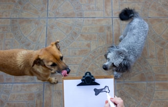 Two dogs are standing on a tiled floor, one brown and one gray and curly-haired. A person holding a clipboard with a drawing of a bone is in the foreground.