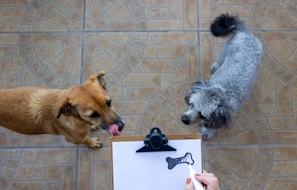 Two dogs are standing on a tiled floor, one brown and one gray and curly-haired. A person holding a clipboard with a drawing of a bone is in the foreground.