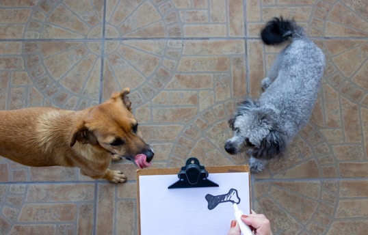 Two dogs are standing on a tiled floor, one brown and one gray and curly-haired. A person holding a clipboard with a drawing of a bone is in the foreground.