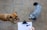 Two dogs are standing on a tiled floor, one brown and one gray and curly-haired. A person holding a clipboard with a drawing of a bone is in the foreground.