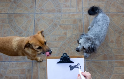 Two dogs are standing on a tiled floor, one brown and one gray and curly-haired. A person holding a clipboard with a drawing of a bone is in the foreground.
