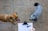 Two dogs are standing on a tiled floor, one brown and one gray and curly-haired. A person holding a clipboard with a drawing of a bone is in the foreground.