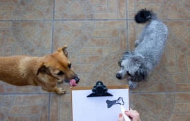 Two dogs are standing on a tiled floor, one brown and one gray and curly-haired. A person holding a clipboard with a drawing of a bone is in the foreground.