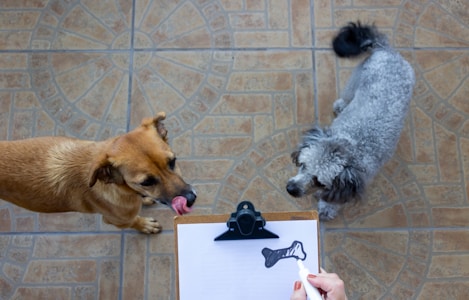 Two dogs are standing on a tiled floor, one brown and one gray and curly-haired. A person holding a clipboard with a drawing of a bone is in the foreground.