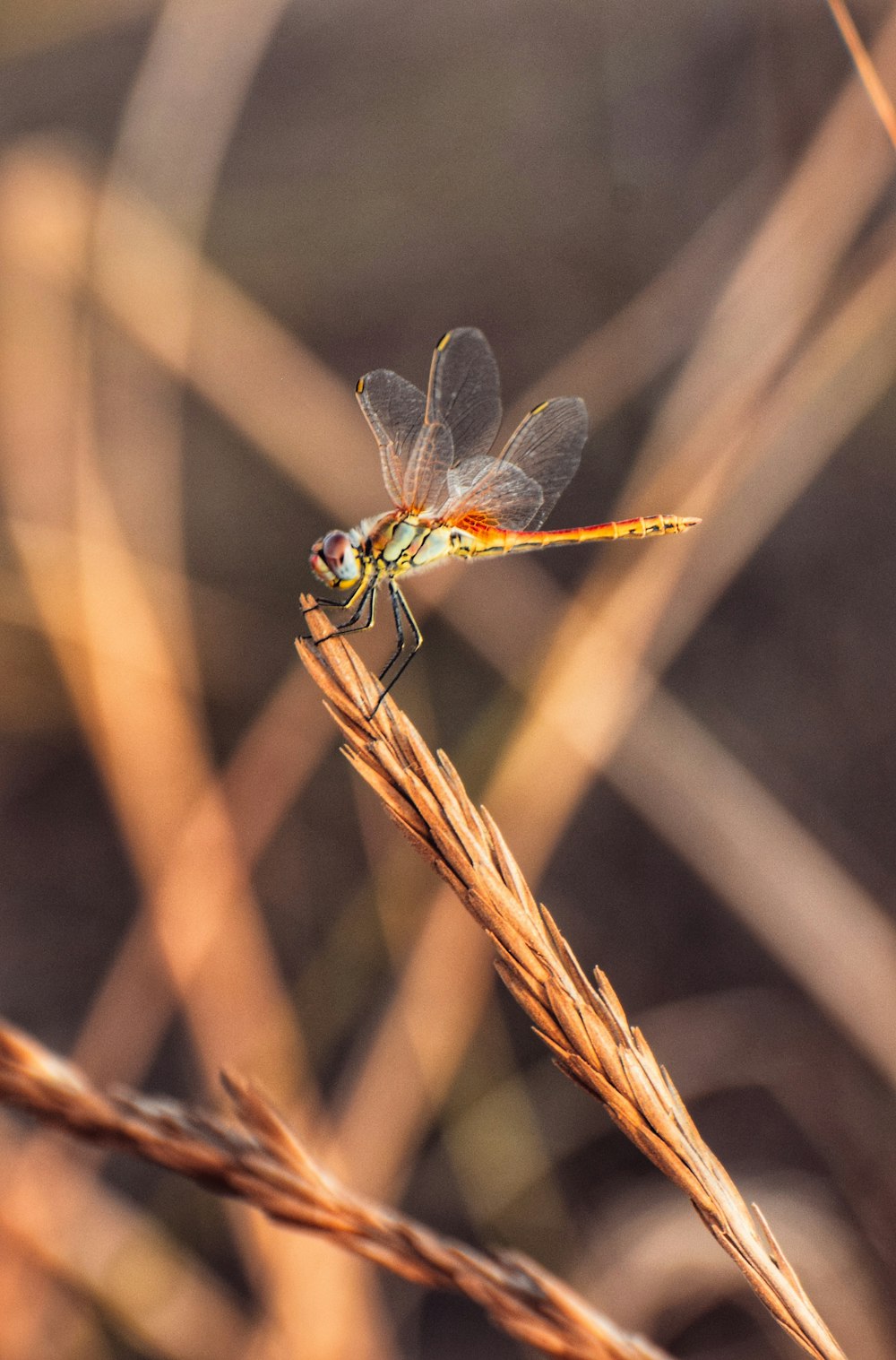 a dragonfly sitting on top of a dry plant