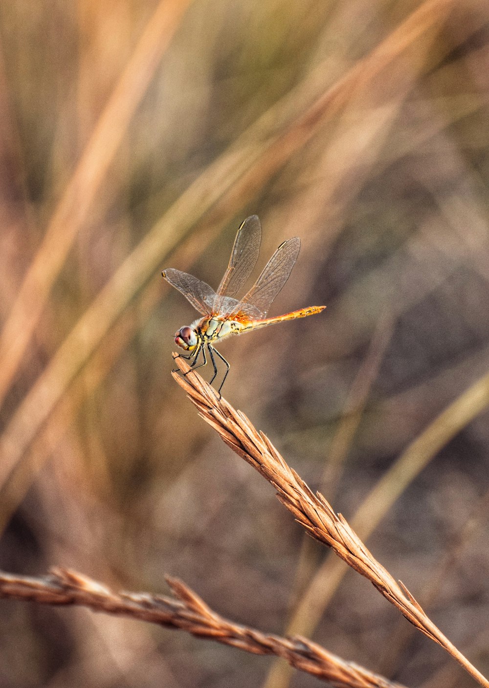 a yellow and black dragonfly sitting on top of a plant