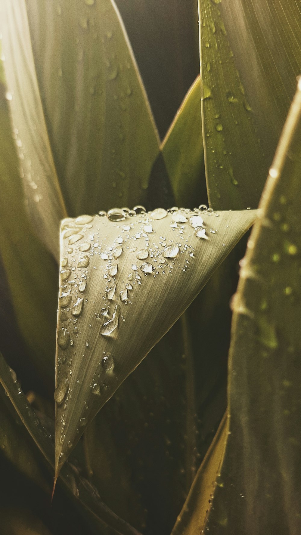 a close up of a plant with drops of water on it