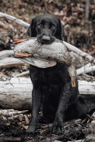 a black dog holding a duck in its mouth