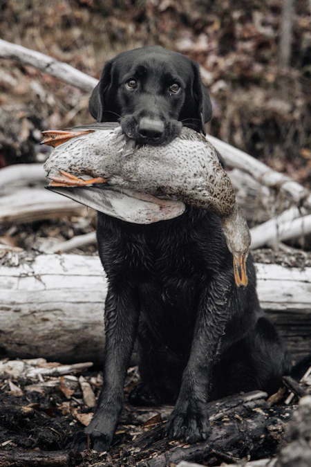 Retriever dog carrying a duck