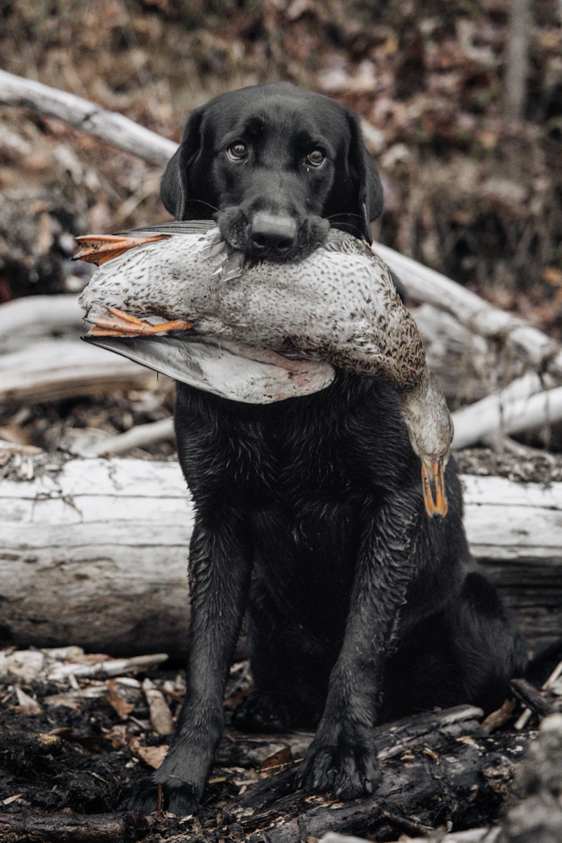 Tucker, a black Labrador, sitting in woodland holding a retrieved duck