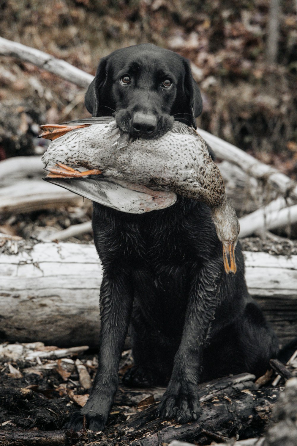a black dog holding a duck in its mouth