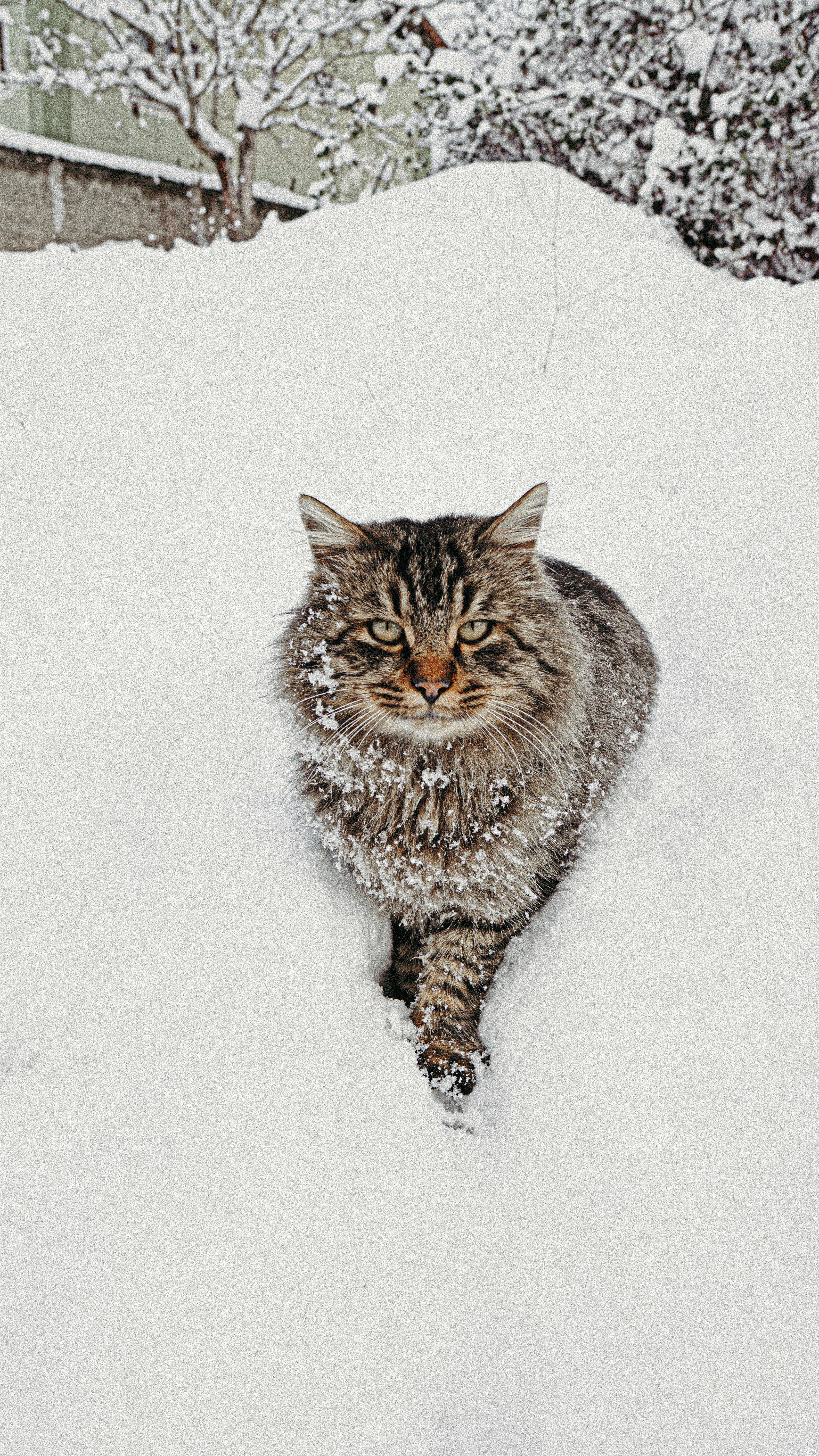 Como Proteger Seu Gato no Frio