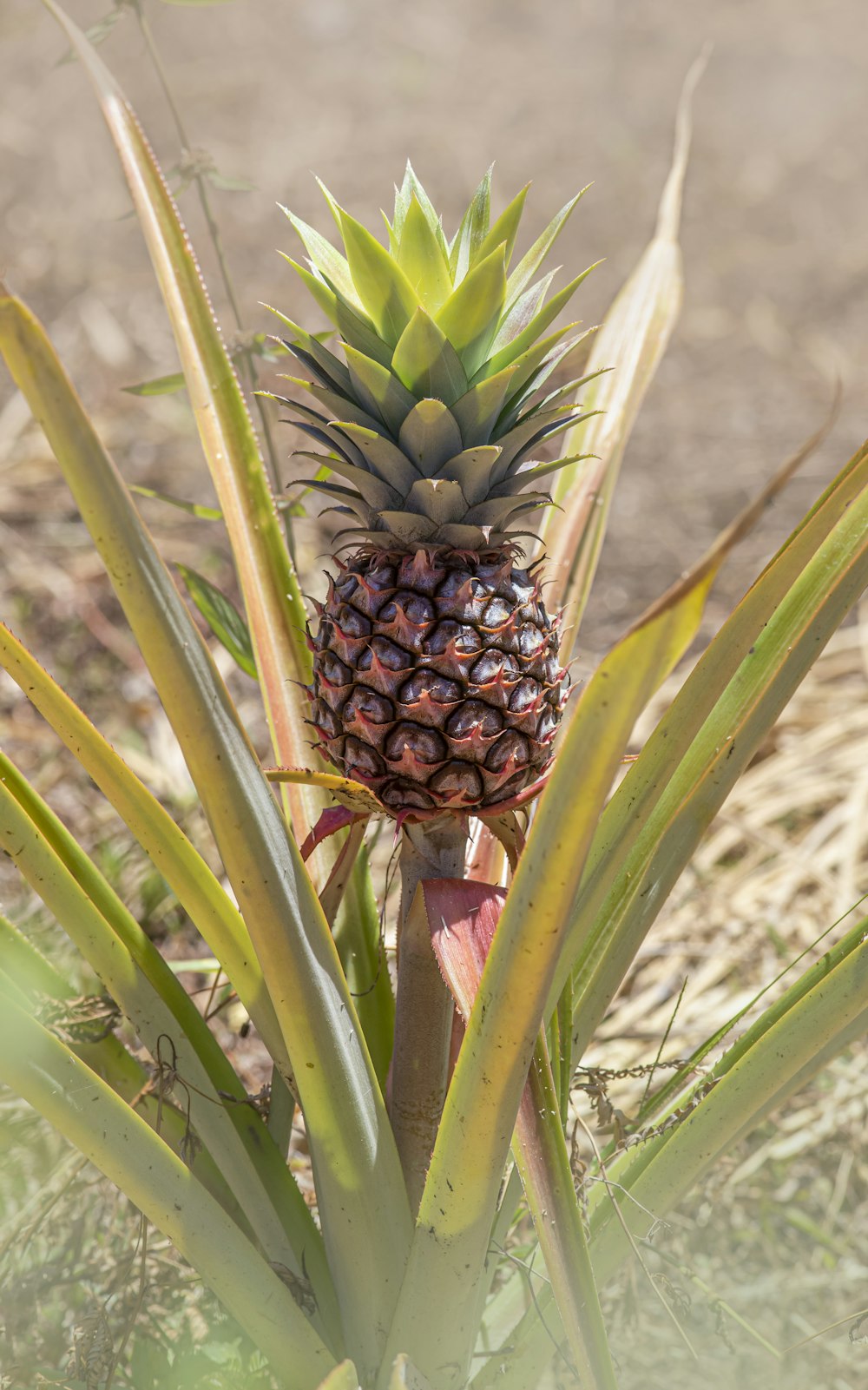 a pineapple growing in the middle of a field