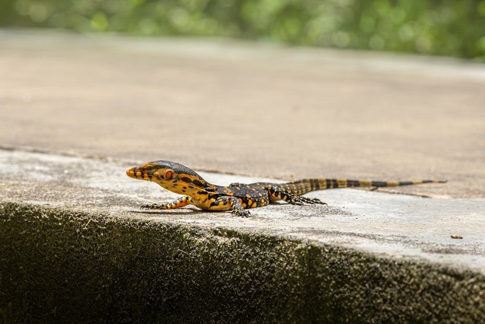 a yellow and black lizard sitting on top of a cement slab
