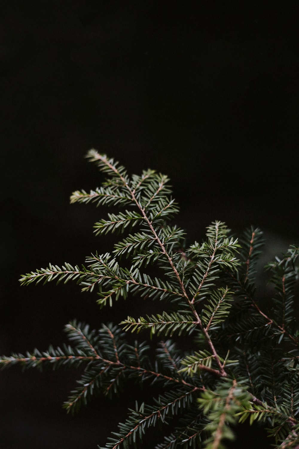 a close up of a pine tree branch