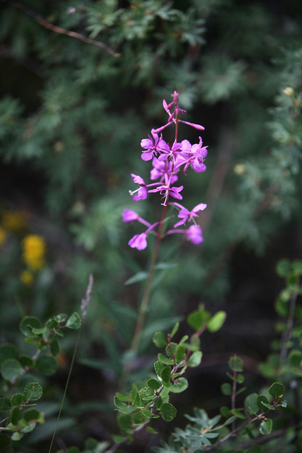 a purple flower with green leaves in the background