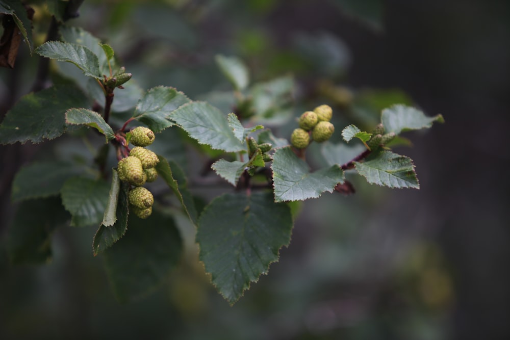 a bunch of green leaves on a tree