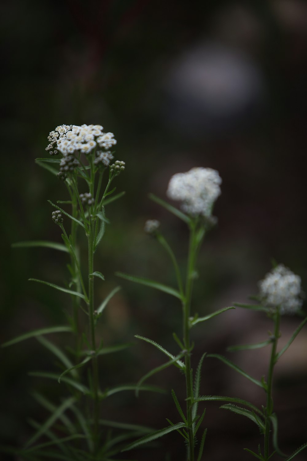 a close up of some white flowers in a field