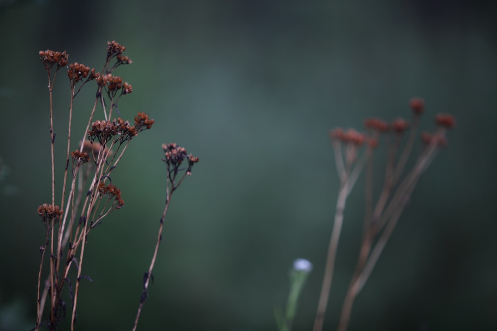 a close up of a plant with a blurry background