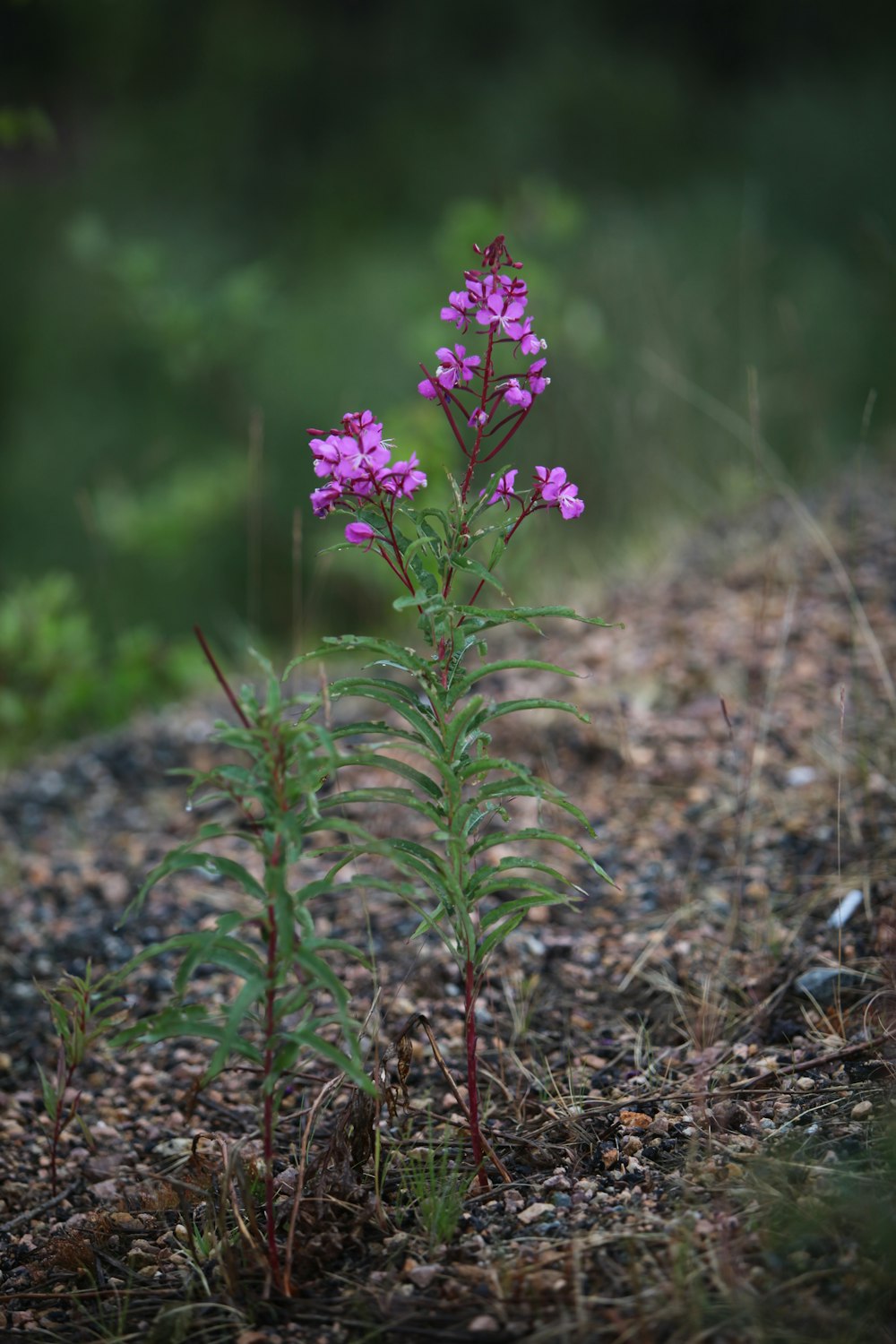 a small purple flower growing out of the ground