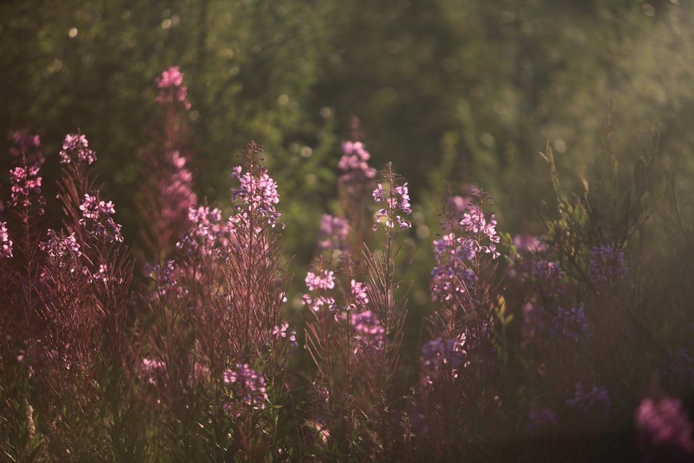 a field of purple flowers with trees in the background