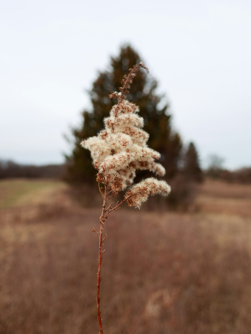 a plant in the middle of a field