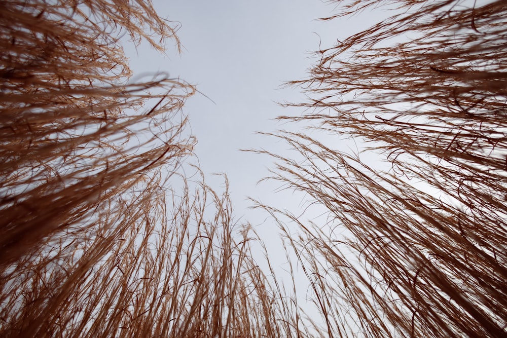 a group of brown grass blowing in the wind