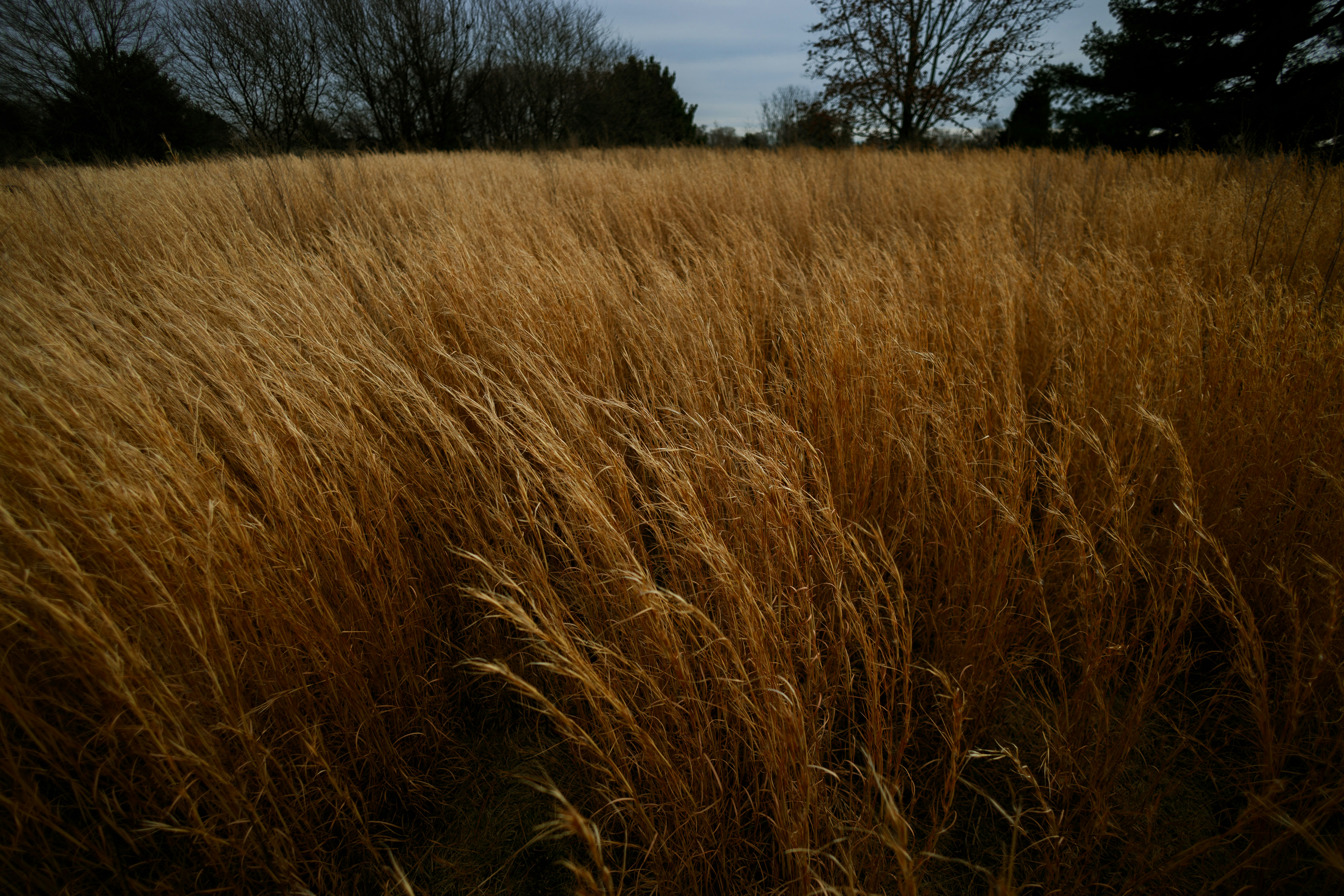 Wheat Field Park