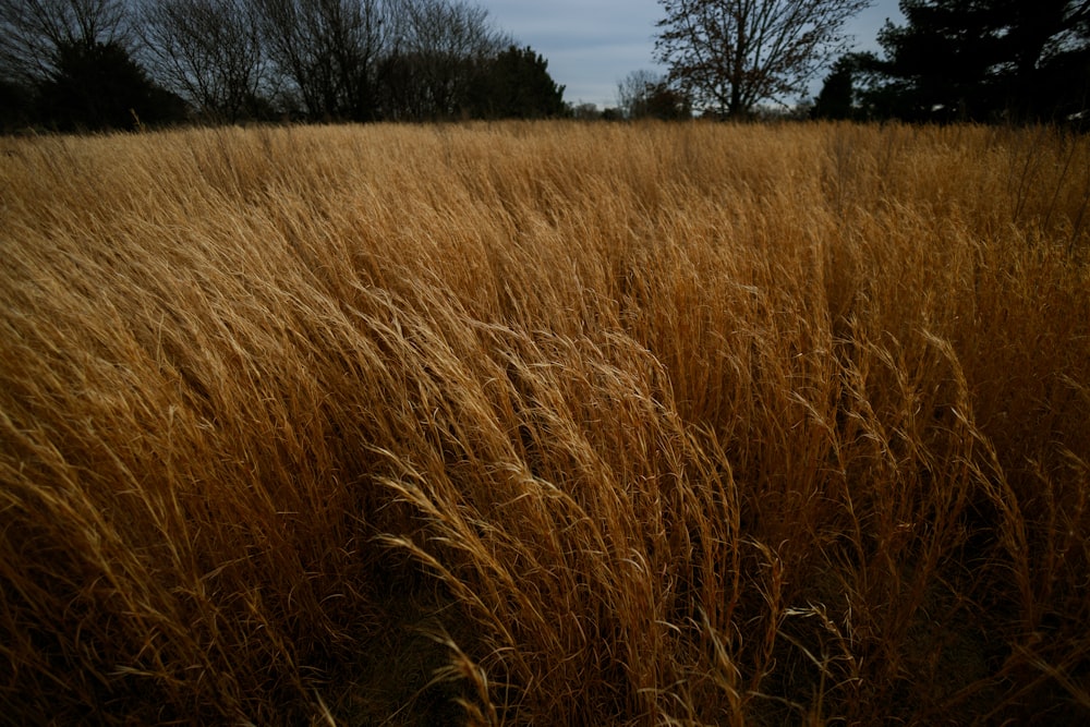 a field of tall brown grass with trees in the background