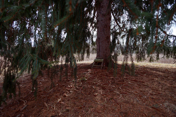 A cozy wooden chair nestled among tall pine trees, sunlight filtering through the leaves.