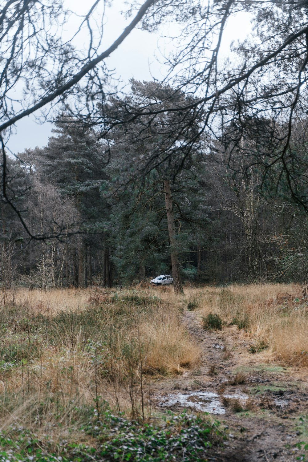 a car is parked in a wooded area