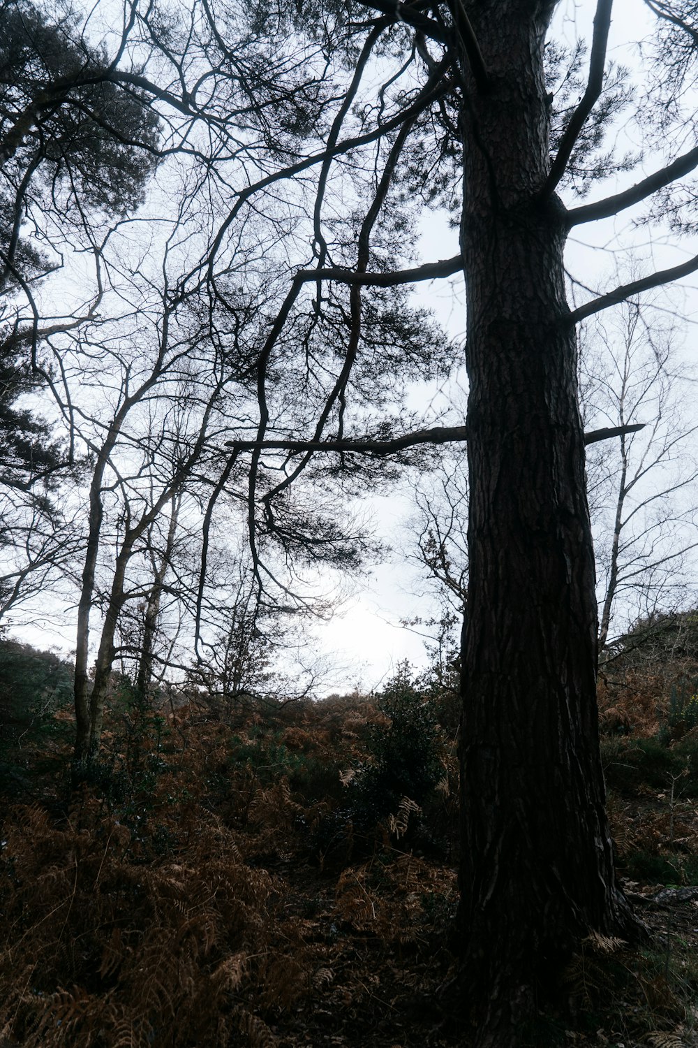 a tree with no leaves in a wooded area