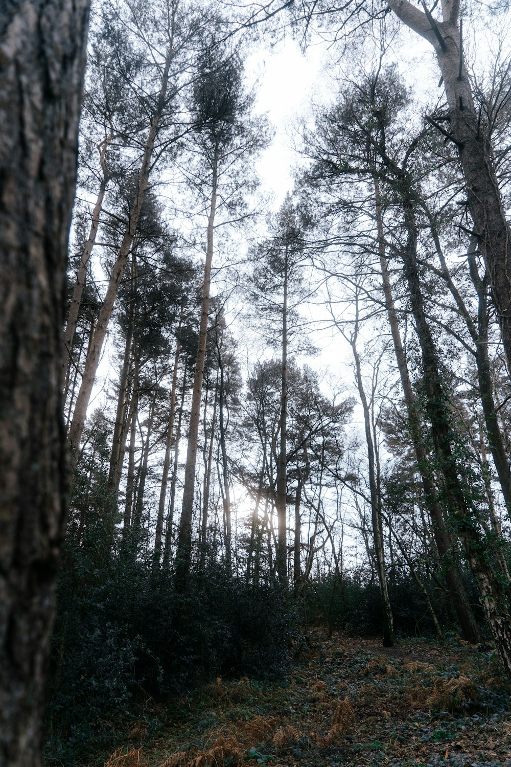 a forest filled with lots of tall trees