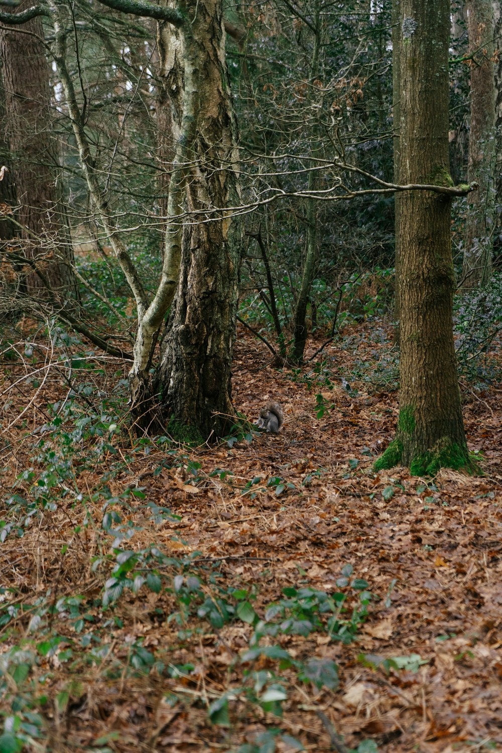 a forest filled with lots of trees and leaves