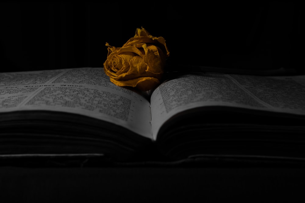 a rose sitting on top of an open book