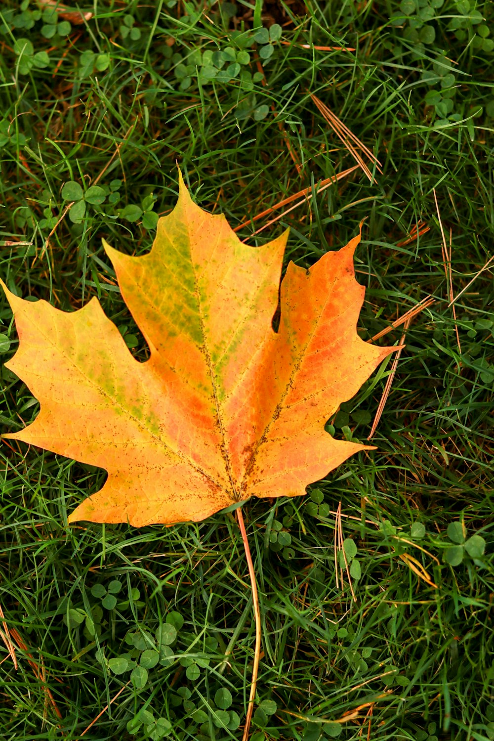 a leaf laying on the ground in the grass