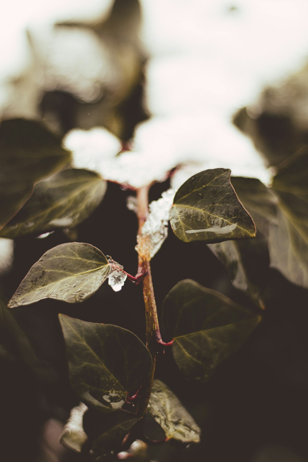 a close up of a plant with water droplets on it