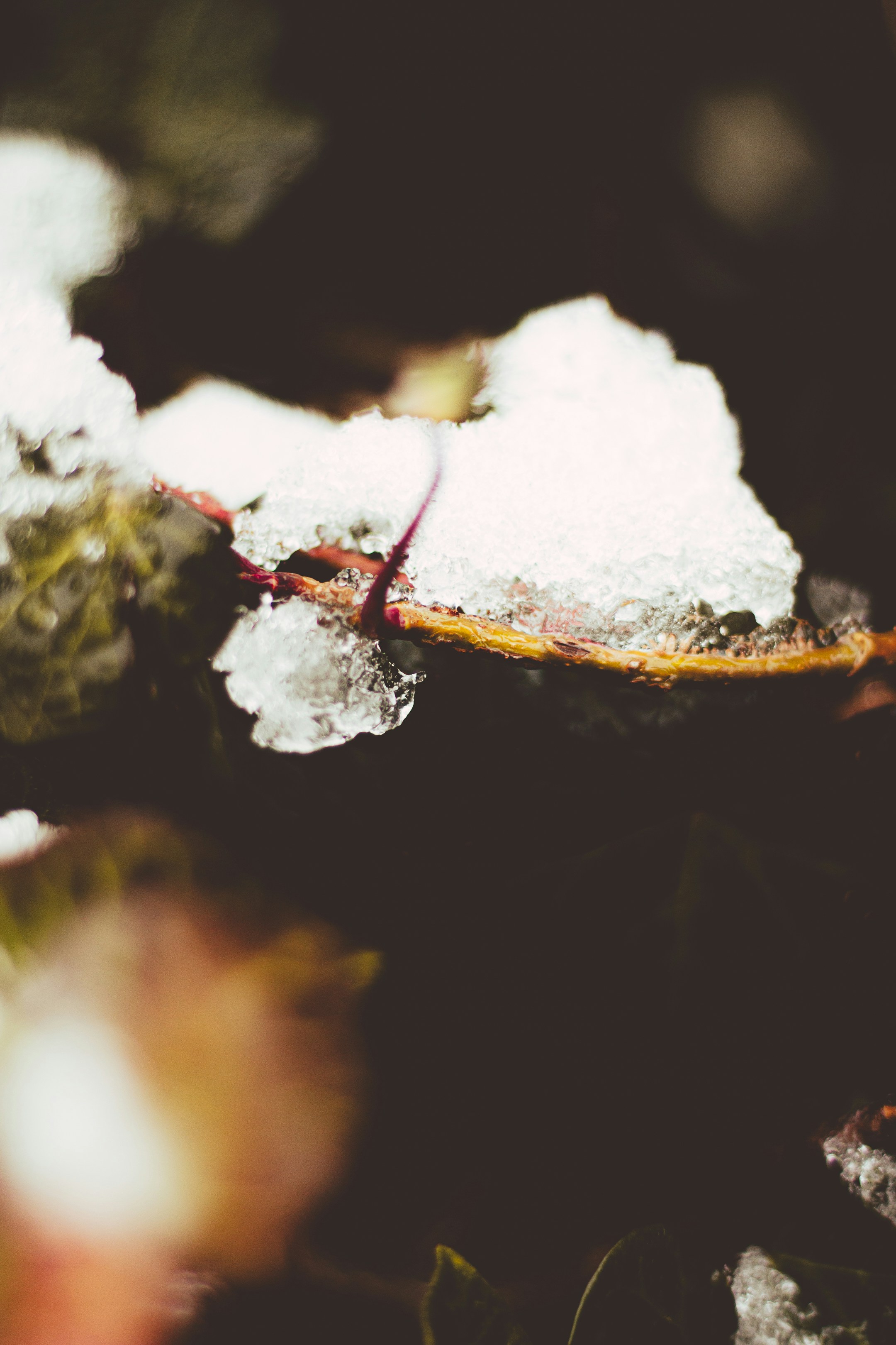 a close up of a leaf with snow on it